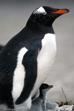 Eselspinguin (72 von 97).jpg